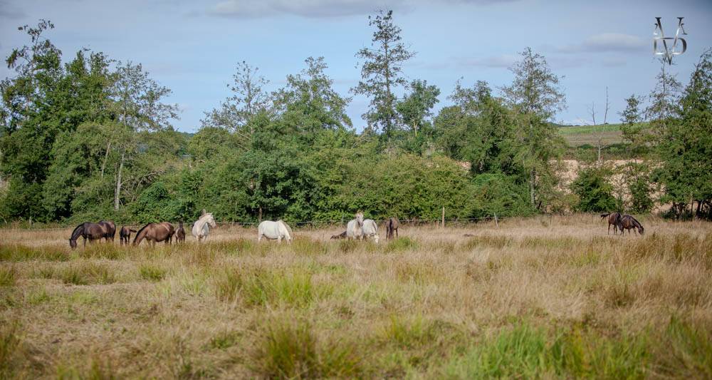 Los Siete Reinos &eacute;levage de chevaux Pure Race Espagnole