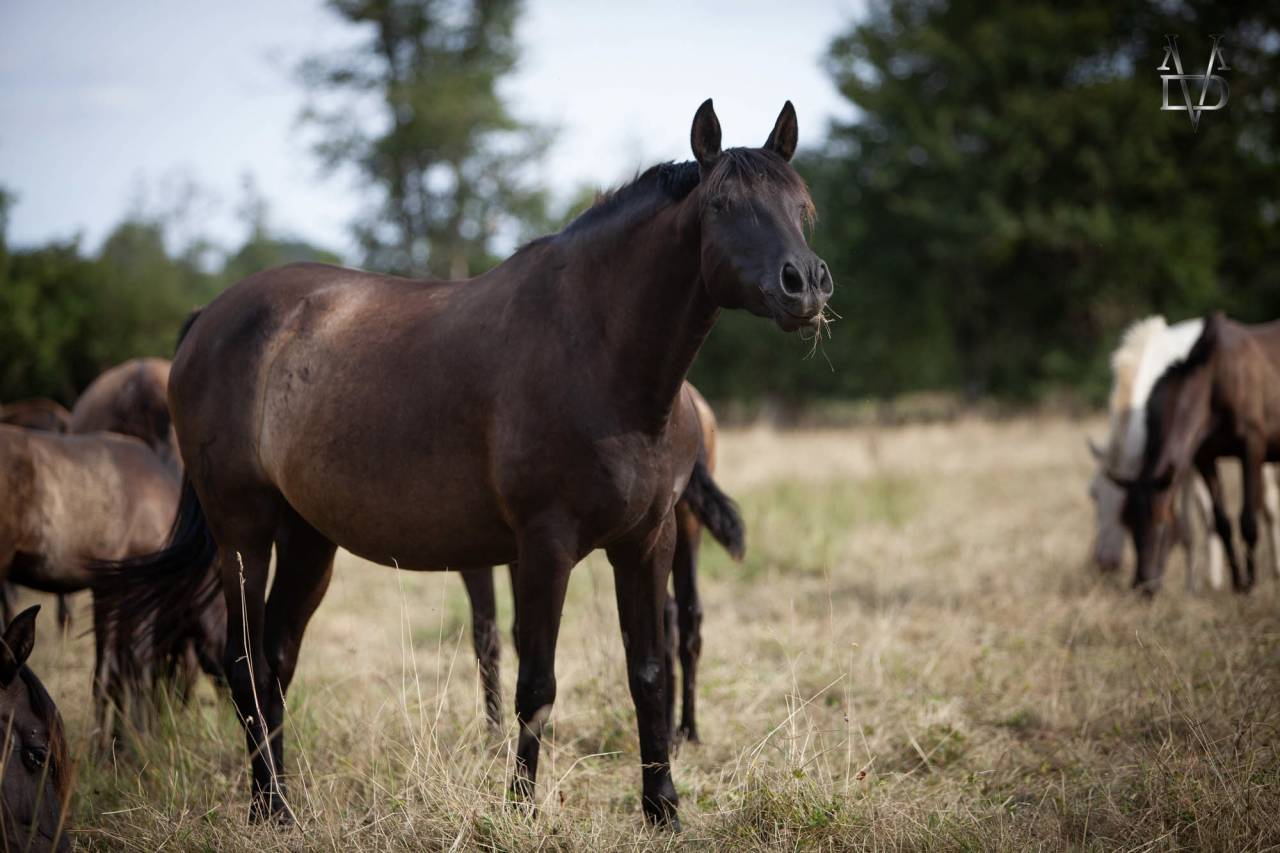 Los Siete Reinos &eacute;levage de chevaux Pure Race Espagnole