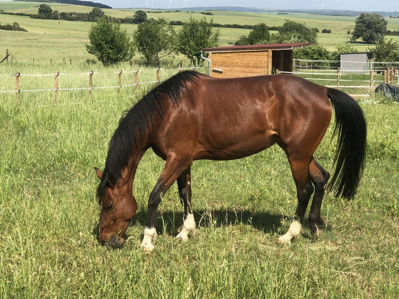 Randonn&eacute;e &agrave; cheval en moselle - Breistroff-La-Grande