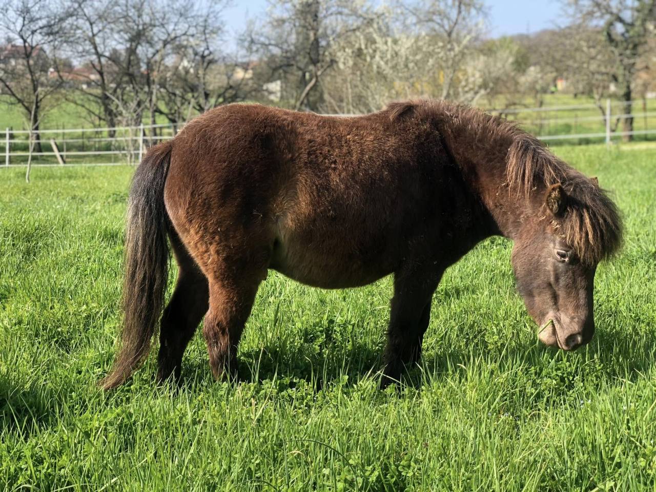 Randonn&eacute;e &agrave; cheval en moselle - Breistroff-La-Grande