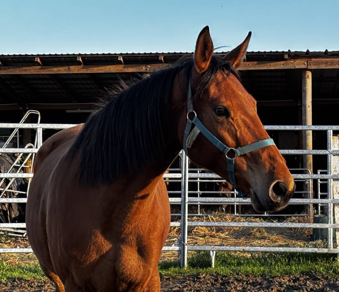 Poulini&egrave;re SF  Iunity d&rsquo;Aubigny 8 ans 