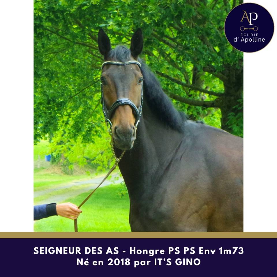 Magnifique hongre env 1m73 pour bonne maison