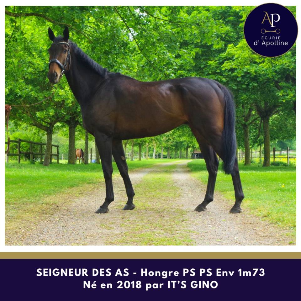 Magnifique hongre env 1m73 pour bonne maison