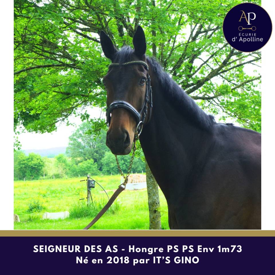 Magnifique hongre env 1m73 pour bonne maison