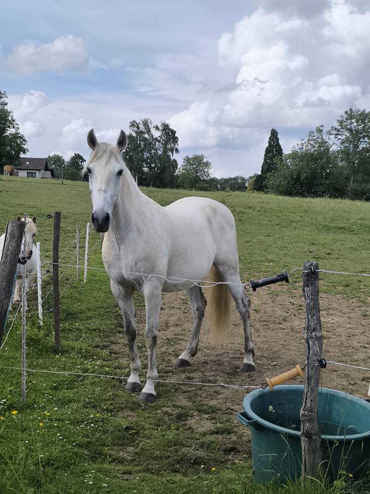 CHEVAL OC ESPAGNOL X PORTUGAIS 