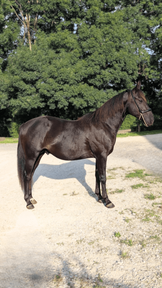 N' Joy, Superbe Quarter Horse M&acirc;le