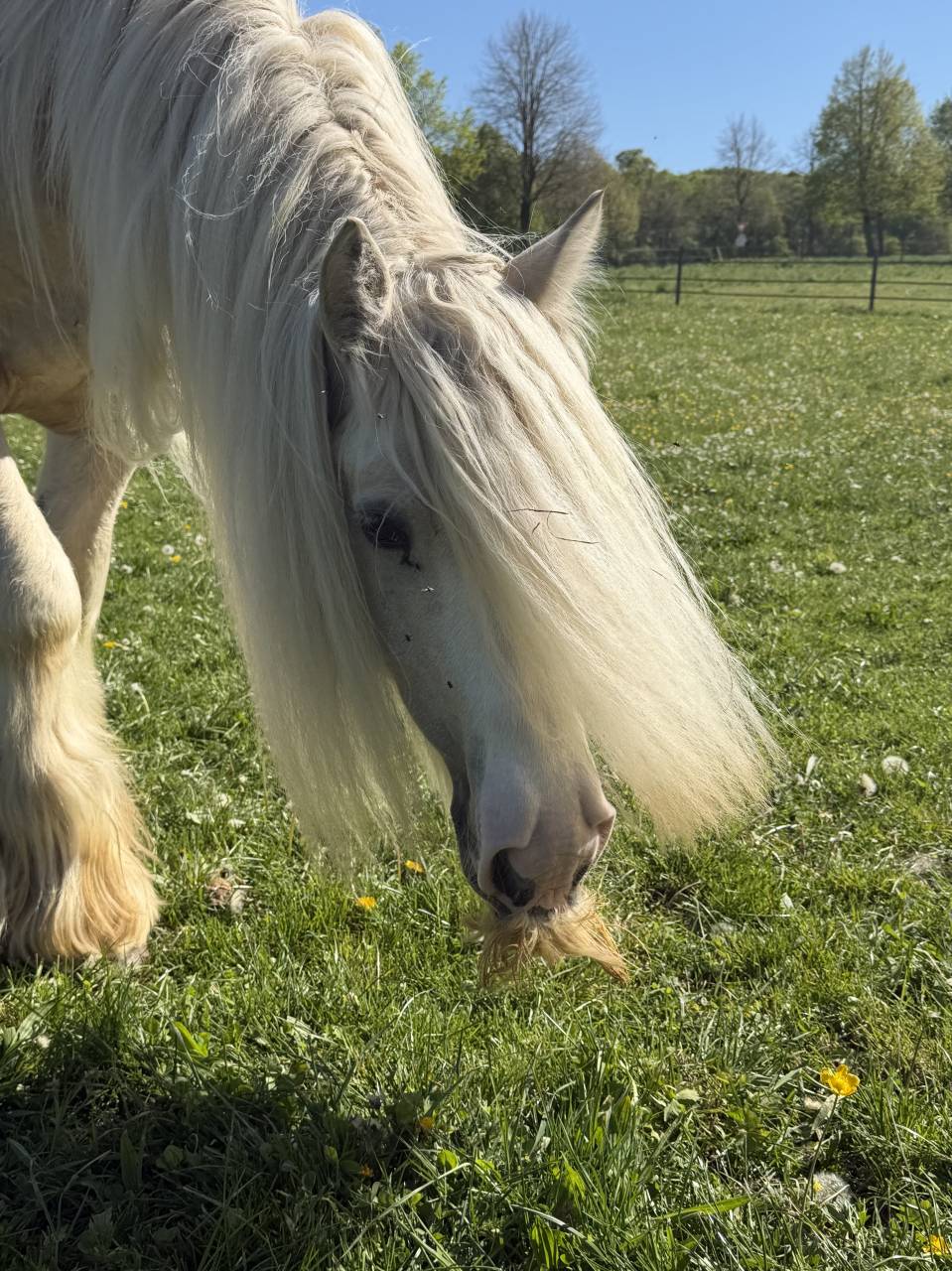 Hongre palomino Irish cob