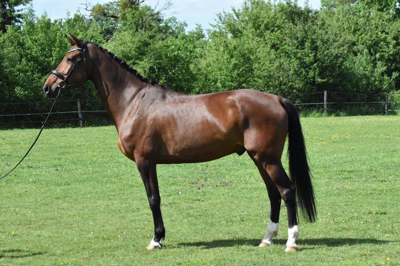 Chic hongre holsteiner 8 ans