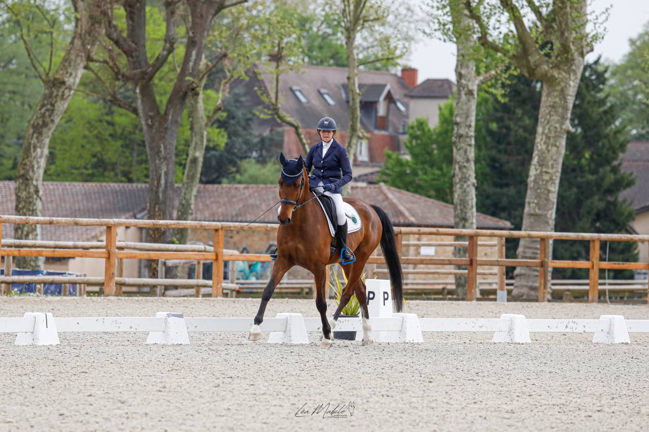 Chic hongre holsteiner 8 ans