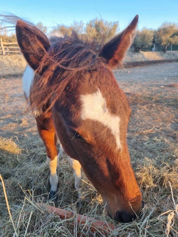 Pouliche de 2 ans, Paint crois&eacute;e Appaloosa 