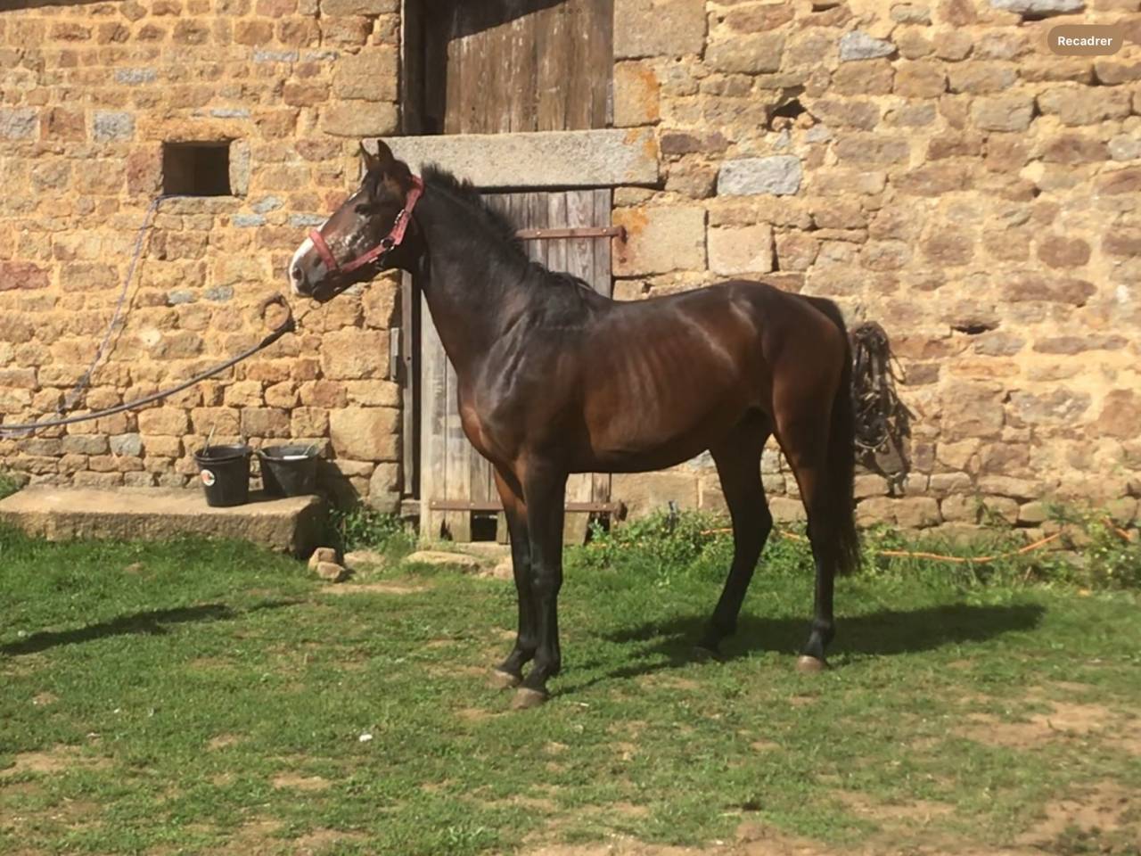 poney,4 ans