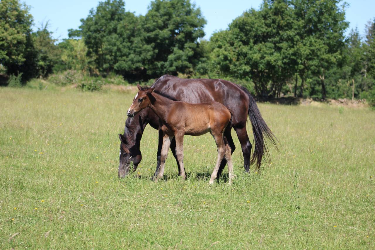 ponette 2026