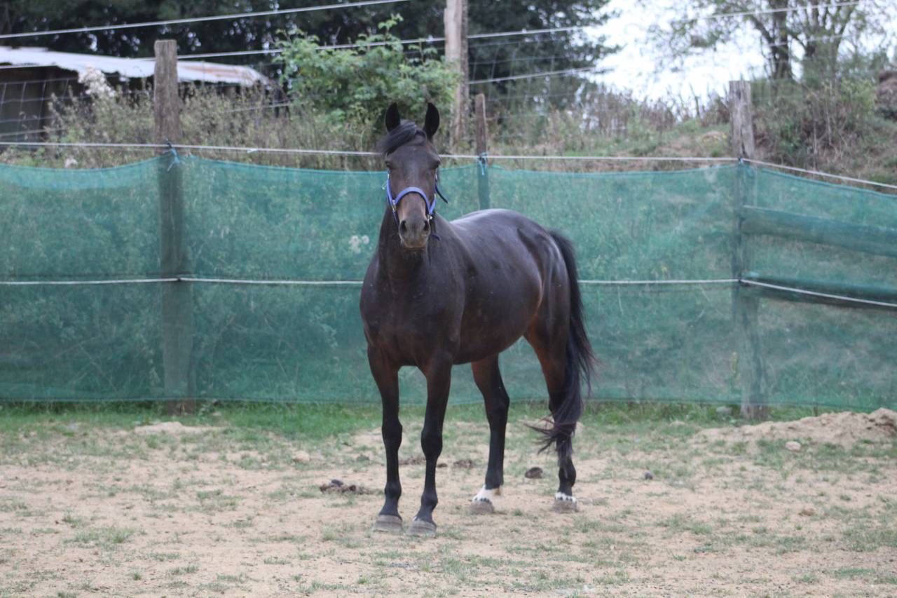 ponette,5 ans