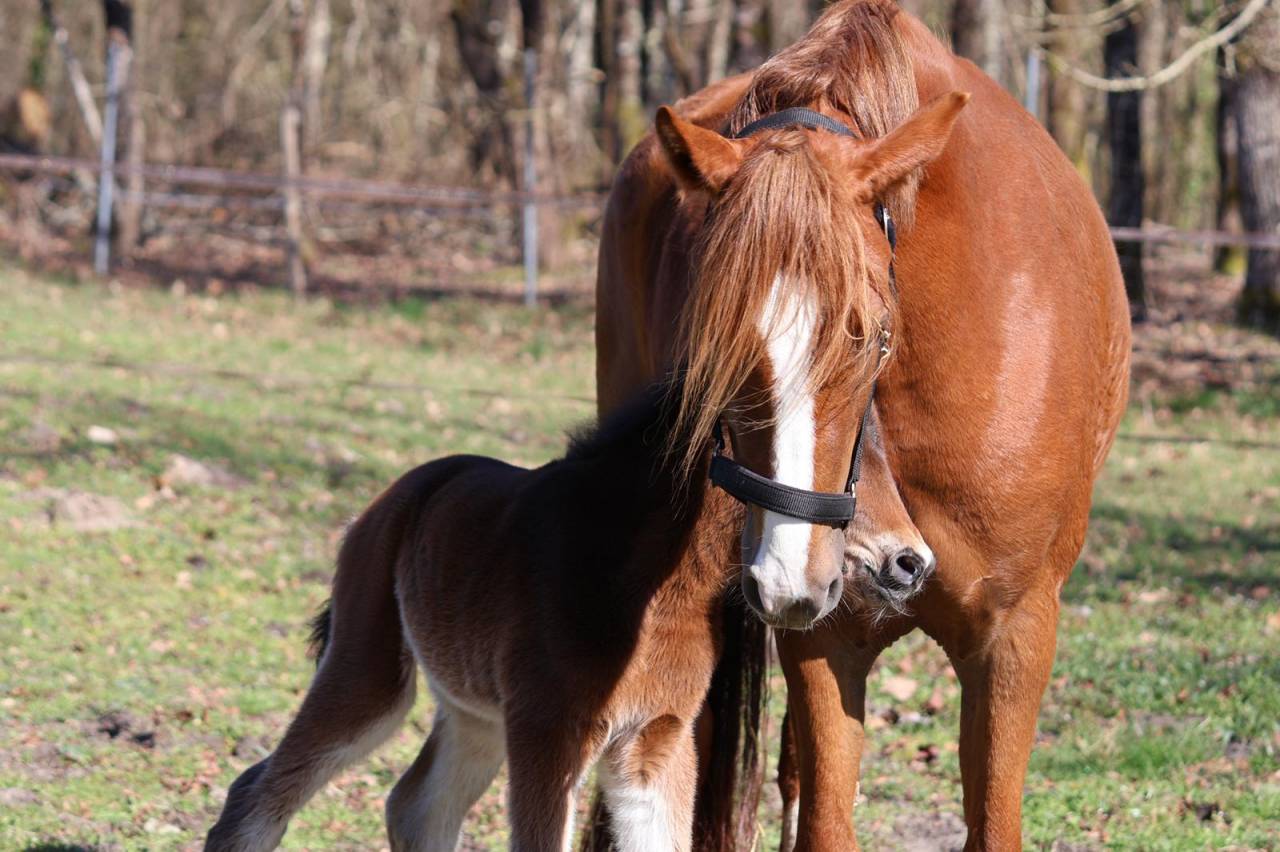 Ponette PFS - 4 ans (dispo en septembre) 