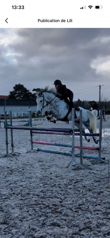 Poney D 