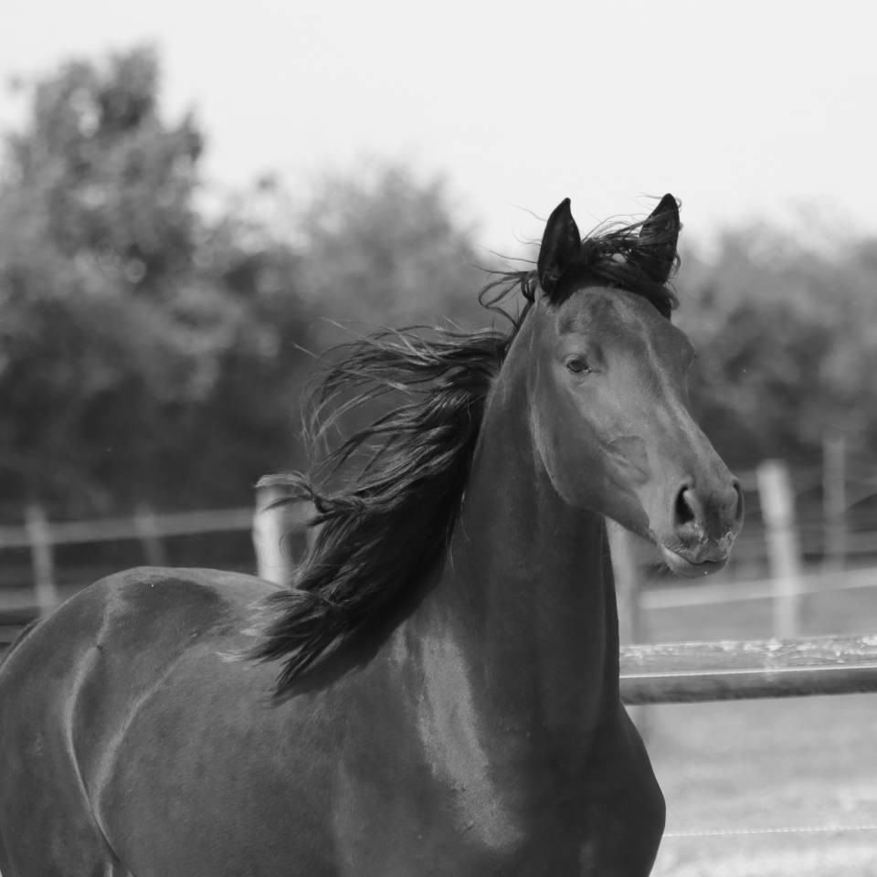 Apollonis Blacknight MGC grande pouliche Arabo-Frison 