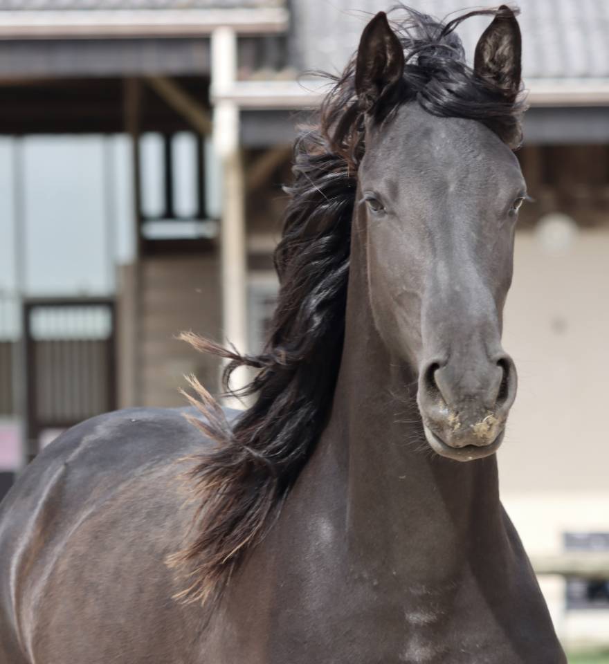 Apollonis Blacknight MGC grande pouliche Arabo-Frison 