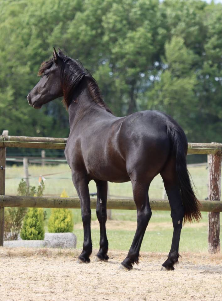 Apollonis Blacknight MGC grande pouliche Arabo-Frison 