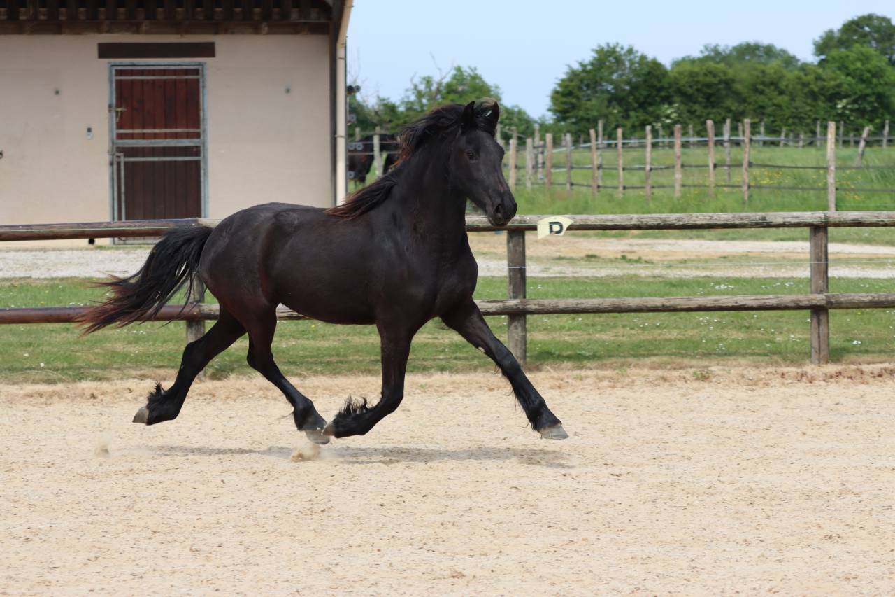 Besserat Blacknight MGC pouliche frisonne a vendre