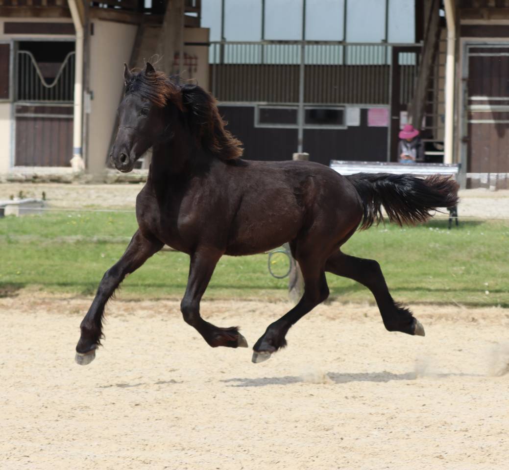 De Neuville Blacknight MGC Pouliche  frisonne a vendre