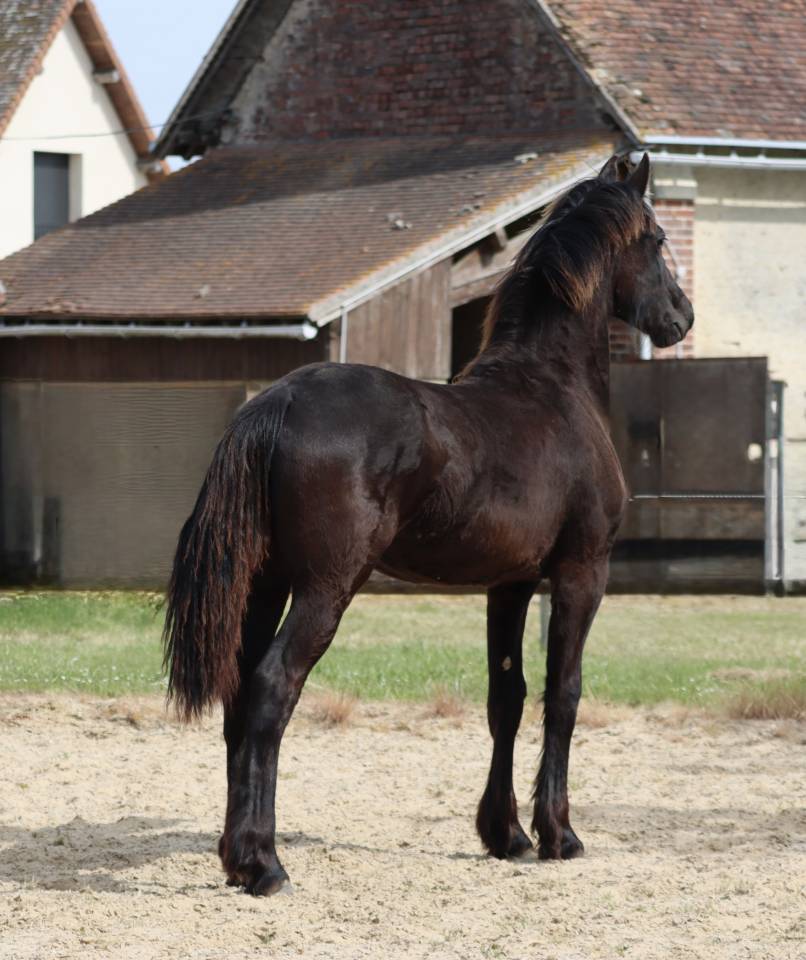De Neuville Blacknight MGC Pouliche  frisonne a vendre