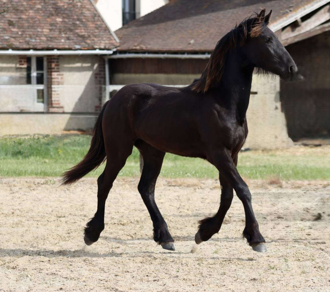 De Neuville Blacknight MGC Pouliche  frisonne a vendre