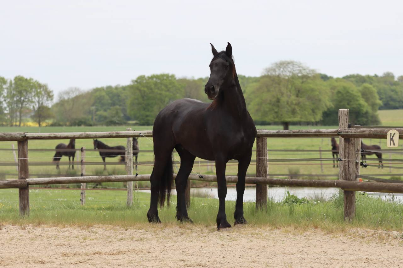 Madline Jument Arabo-Frison  a vendre  14 ans
