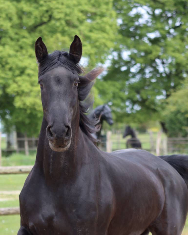 Madline Jument Arabo-Frison  a vendre  14 ans