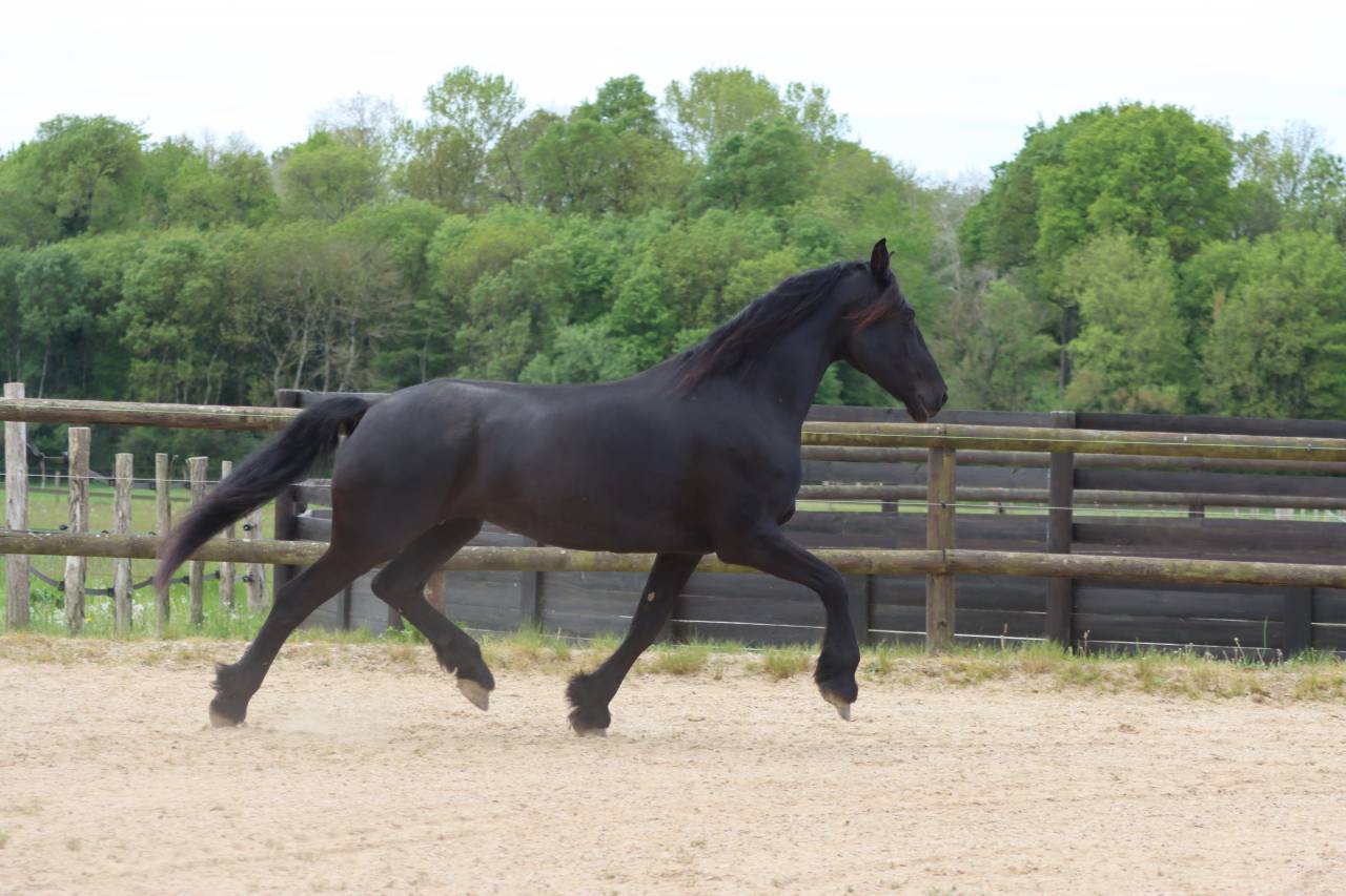 Madline Jument Arabo-Frison  a vendre  14 ans