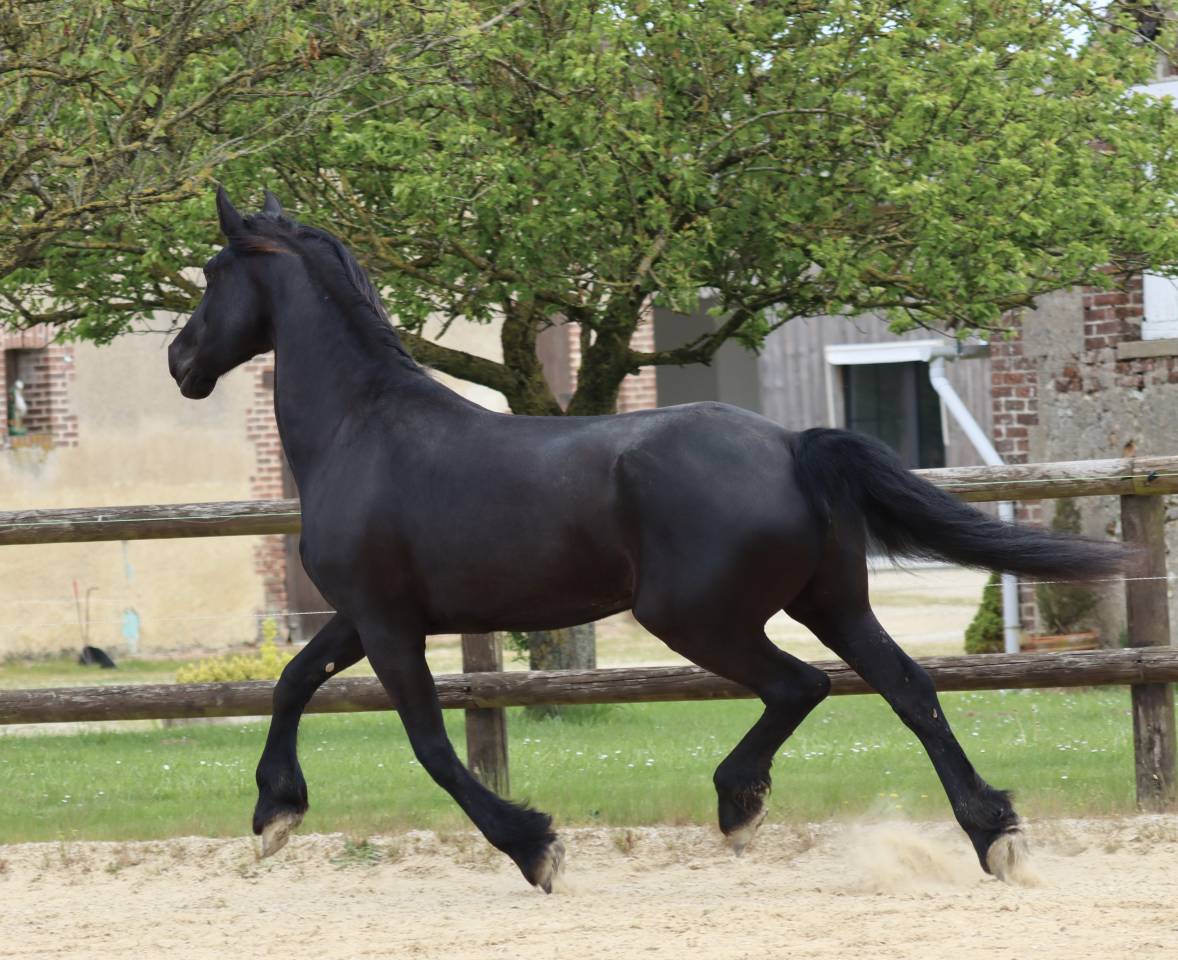 Madline Jument Arabo-Frison  a vendre  14 ans