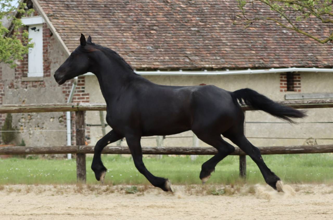 Madline Jument Arabo-Frison  a vendre  14 ans