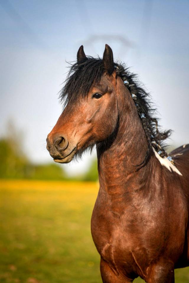 Saillie &eacute;talon irish cob. La meilleure lign&eacute;e sportive