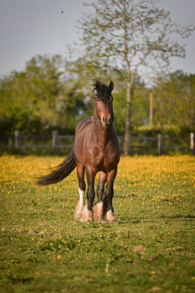 Saillie &eacute;talon irish cob. La meilleure lign&eacute;e sportive