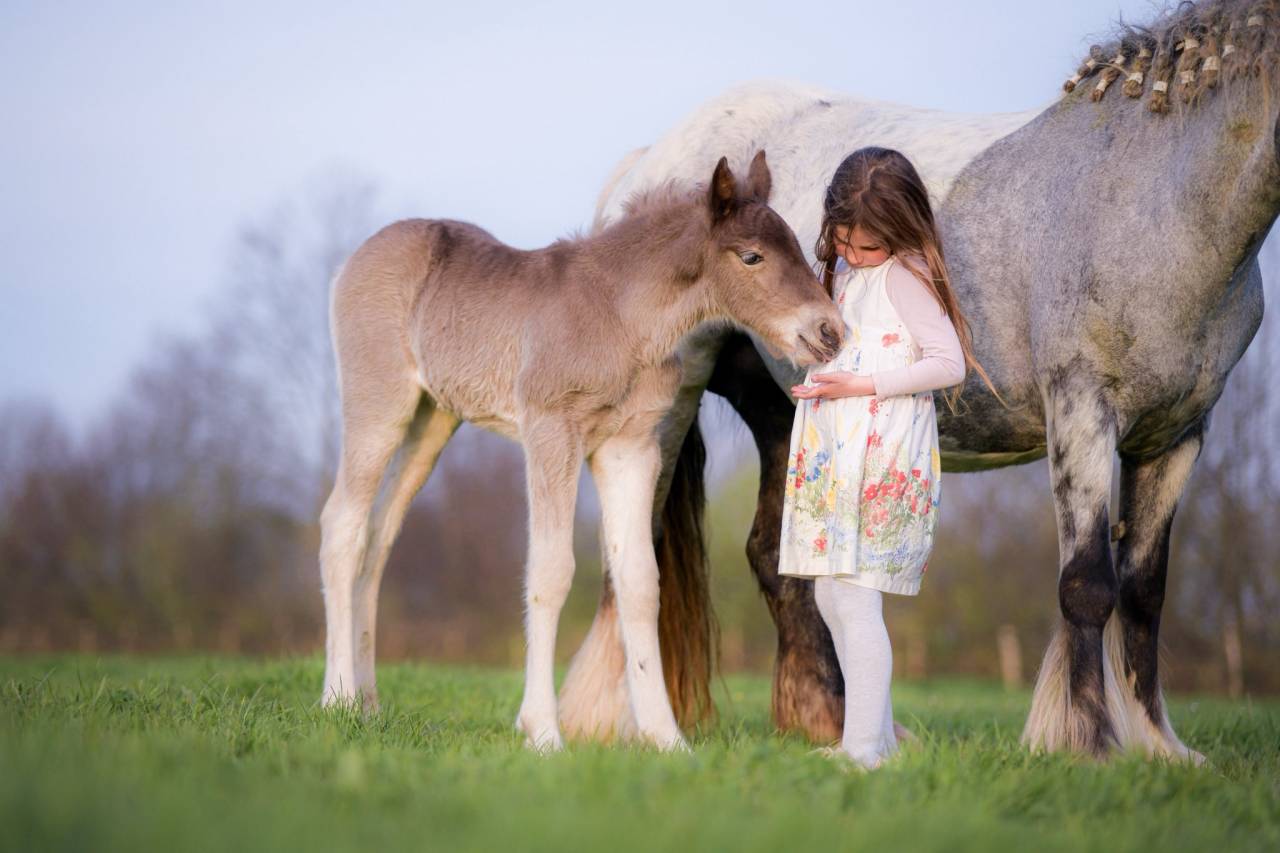Pouliche PP X Arabo Frison. Bleu roan silver