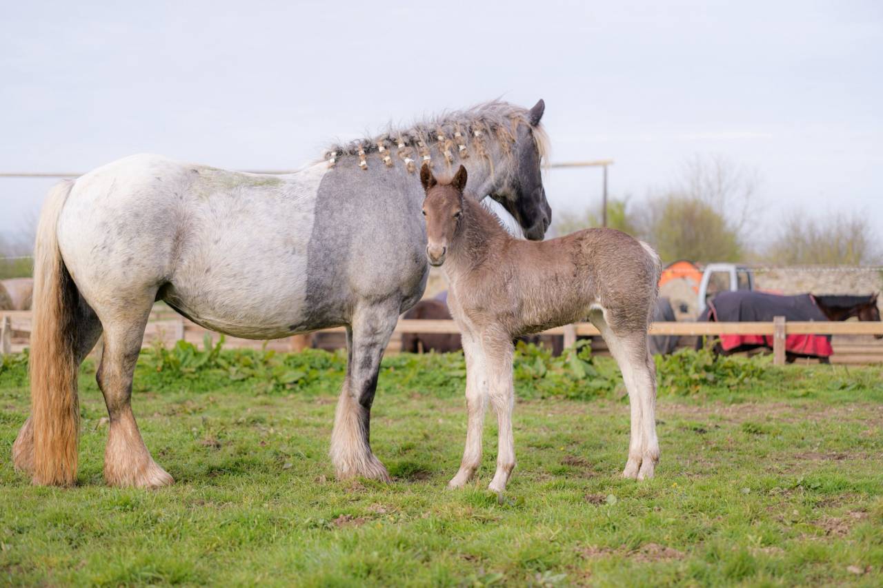 Pouliche PP X Arabo Frison. Bleu roan silver