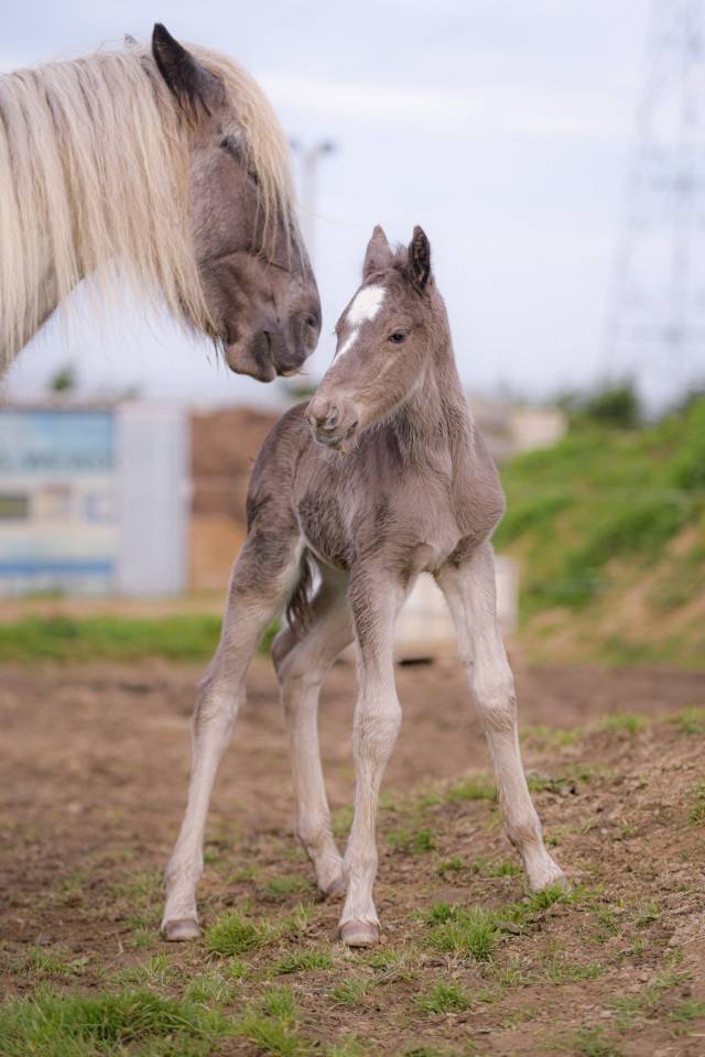 Poulain PP, X Arabo-Frison bleu roan silver