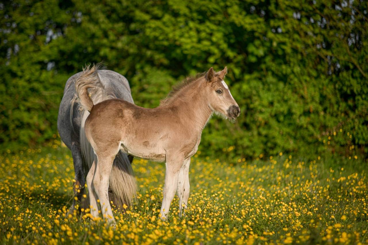 Poulain PP, X Arabo-Frison bleu roan silver