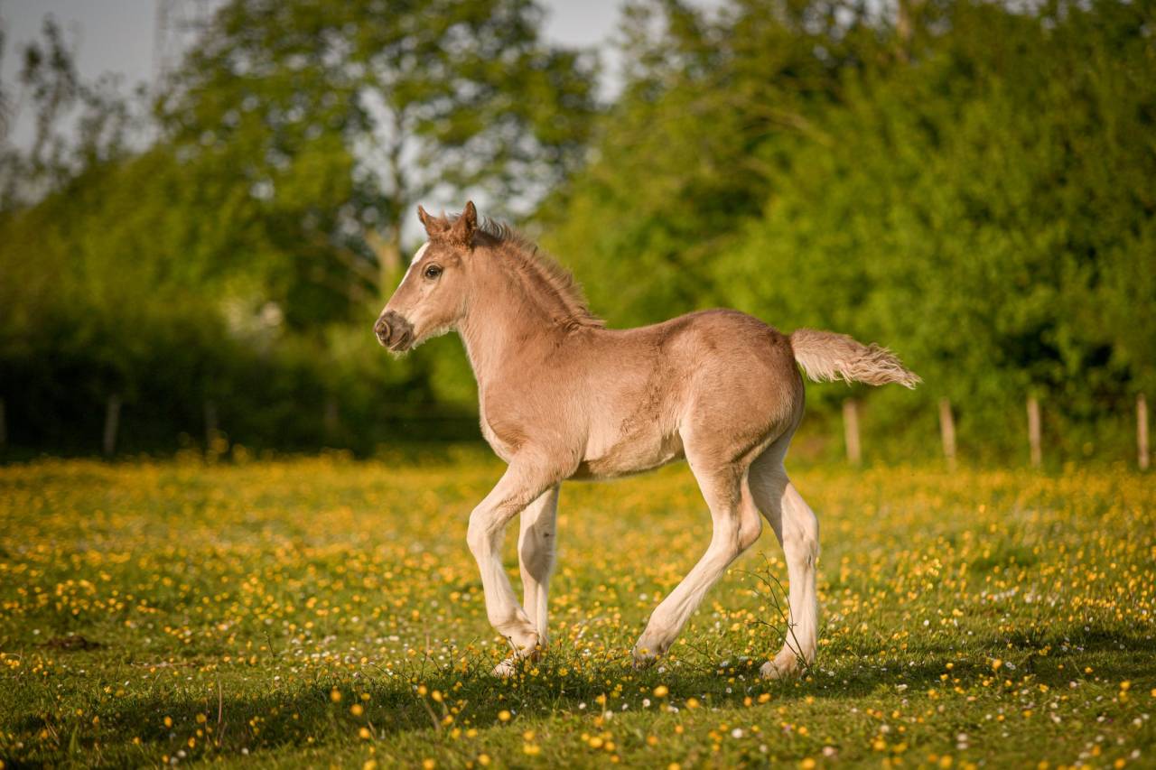 Poulain PP, X Arabo-Frison bleu roan silver