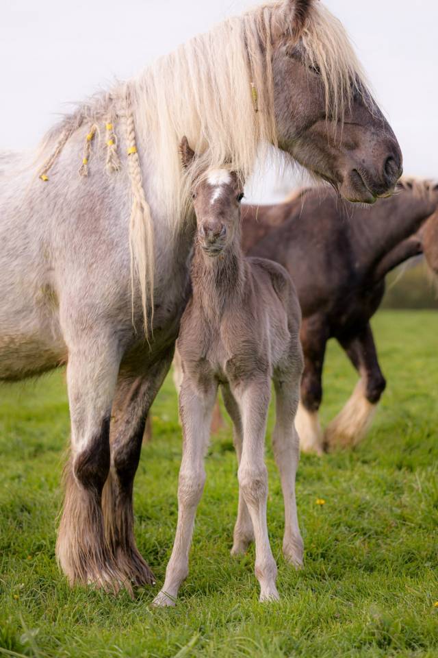 Poulain PP, X Arabo-Frison bleu roan silver