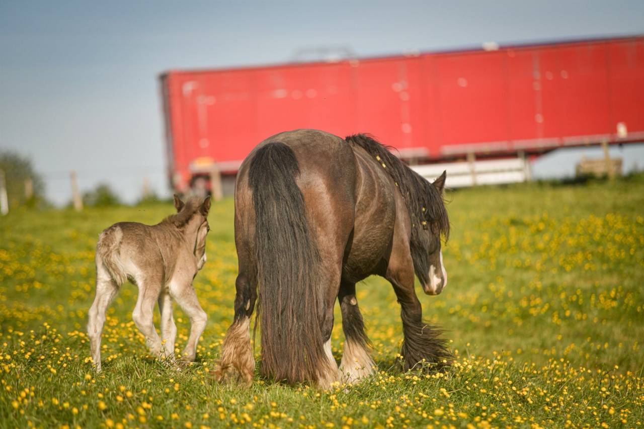 Pouliche irish cob PP smocky black silver