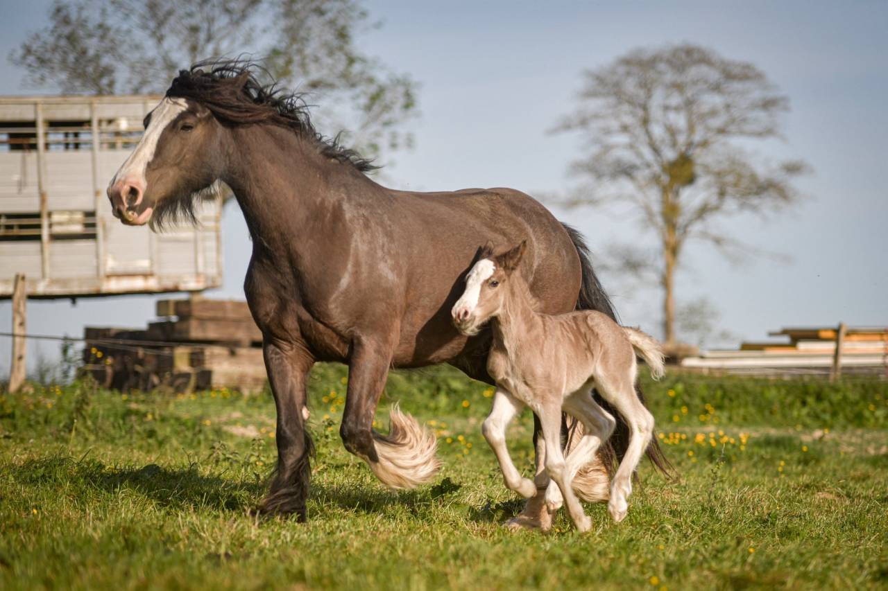 Pouliche irish cob PP smocky black silver