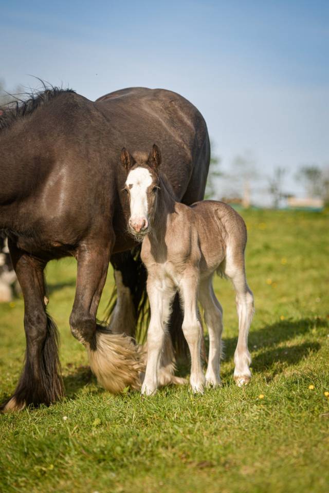 Pouliche irish cob PP smocky black silver