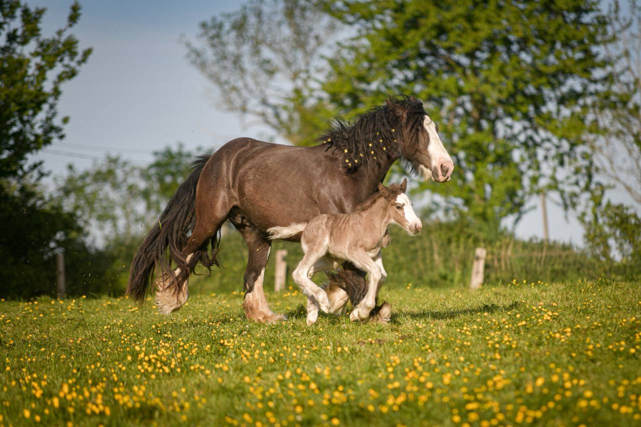 Pouliche irish cob PP smocky black silver