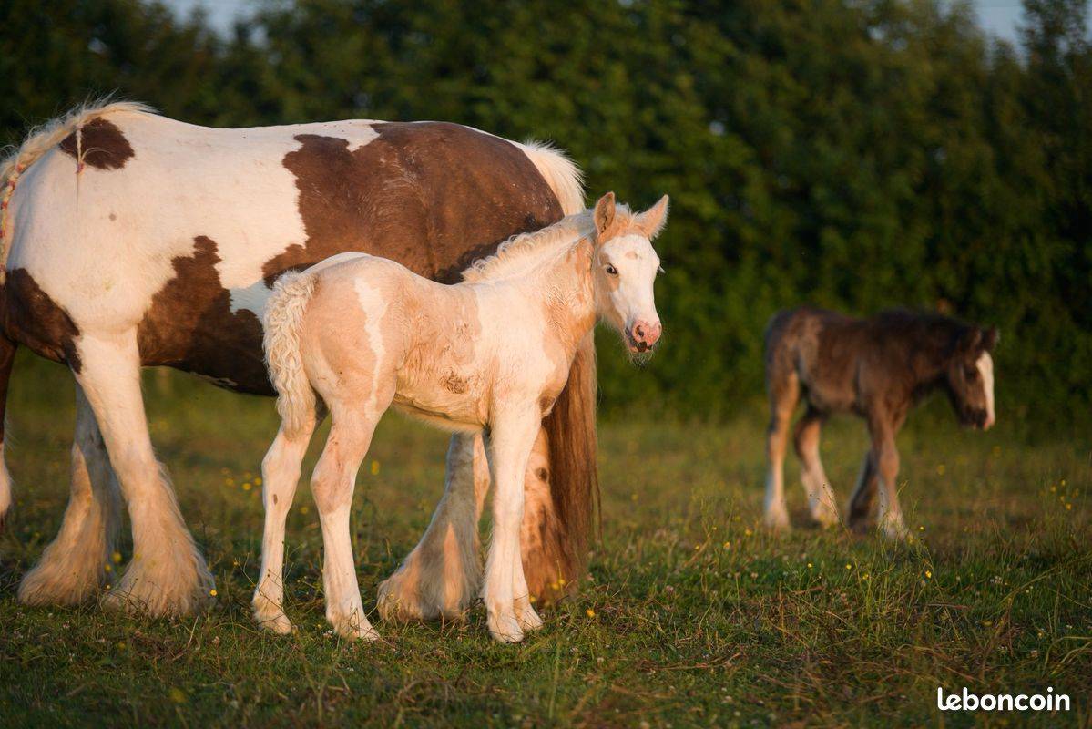 Pouliche irish cob pie palomino oeil bleu de 1an.