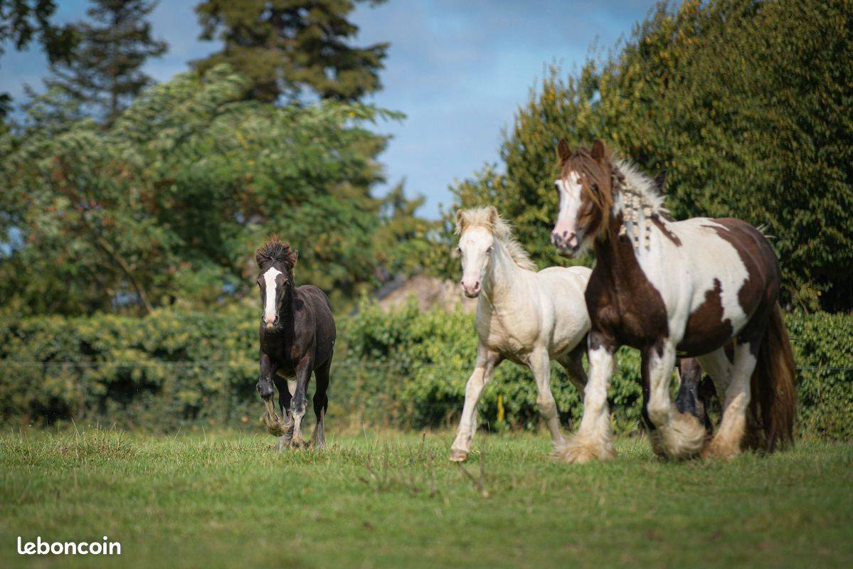Pouliche irish cob pie palomino oeil bleu de 1an.