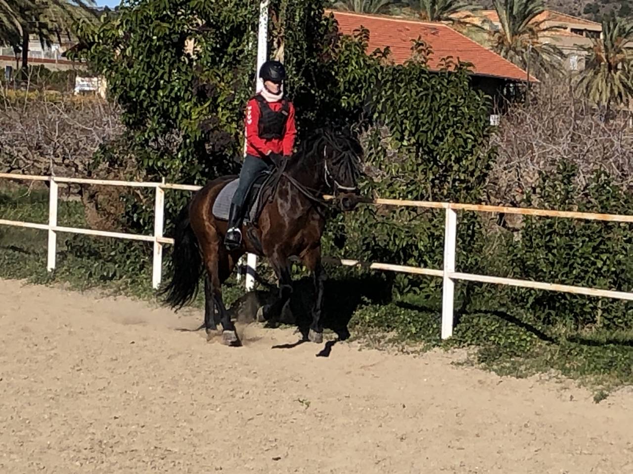 Hongre PRE Pure Race Espagnole A vendre 2016 Autre couleur par Fant&aacute;stico RB II