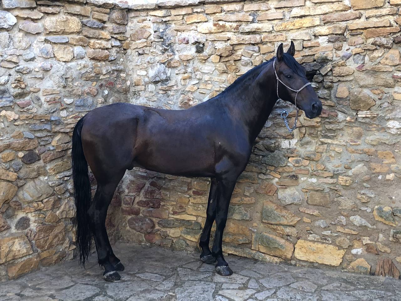 Hongre PRE Pure Race Espagnole A vendre 2016 Autre couleur par Fant&aacute;stico RB II
