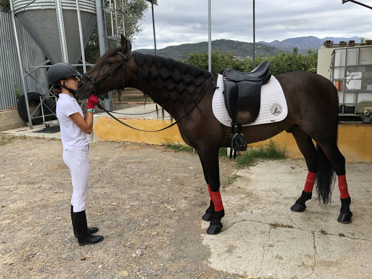Hongre PRE Pure Race Espagnole A vendre 2016 Autre couleur par Fant&aacute;stico RB II