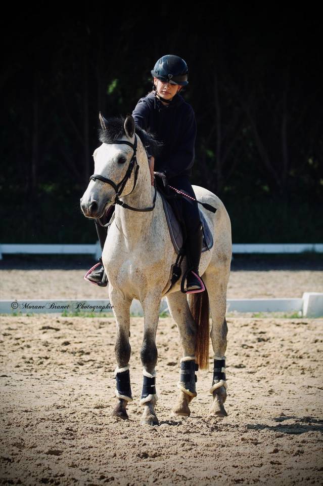 Plusieurs poneys &agrave; vendre 