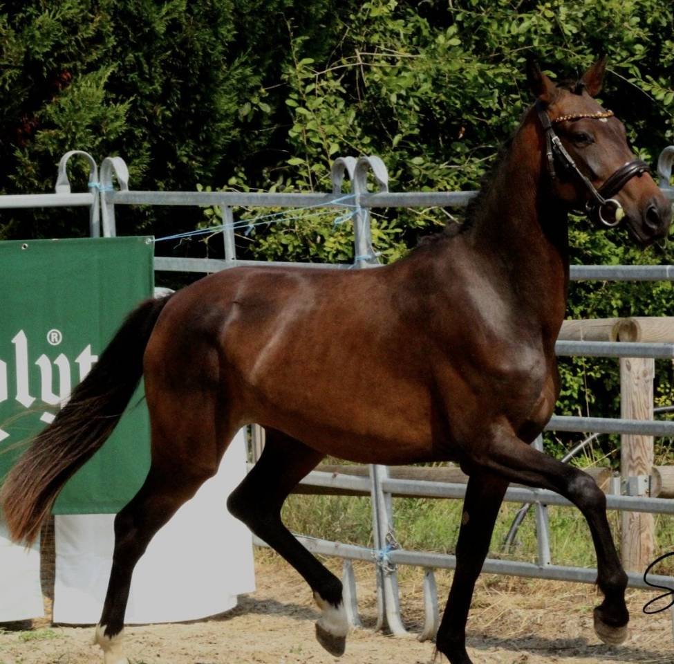 Plusieurs poneys &agrave; vendre 